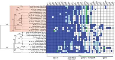 Analyses of Seven New Genomes of <mark class="highlighted">Xanthomonas citri</mark> pv. aurantifolii Strains, Causative Agents of Citrus Canker B and C, Show a Reduced Repertoire of Pathogenicity-Related Genes